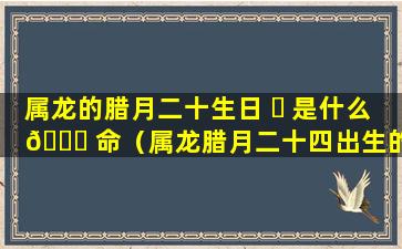 属龙的腊月二十生日 ☘ 是什么 🐕 命（属龙腊月二十四出生的命运如何）